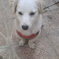 سگ پا کوتاه