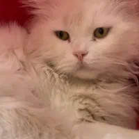 گربه خانگی|گربه|یزد, |دیوار