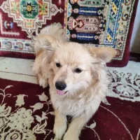 به دلیل مهاجرت|سگ|شیراز, دروازه اصفهان|دیوار