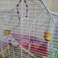 کتوله برزیلی|پرنده|زرند, |دیوار