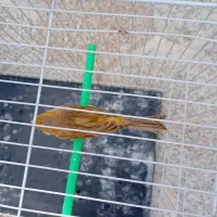 قناری نر ،  3 ساله ، خانگی.