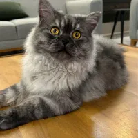 واگذاری گربه پرشین|گربه|یزد, |دیوار