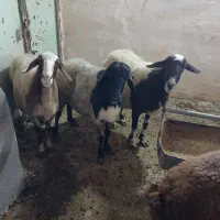 گوسفند و بره تکی و عمده ، ذبح در محل ، عقیقه