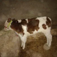 گوساله سیمینتال