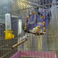 عروس هلندی ومرغ عشق