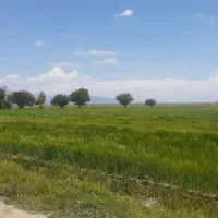 اجاره ۱۸ طناب زمین کشاورزی