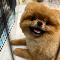 پامرین با کیفیت|سگ|یزد, |دیوار