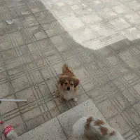 سگ آپارتمانی