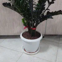 زاموفیلیا بلک|گل و گیاه طبیعی|شاهین‌شهر, فردوسی|دیوار