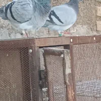 کبوتر گمشده هرکی پیدا کرده خریدارم