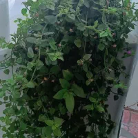 گل های طبیعی و شاداب