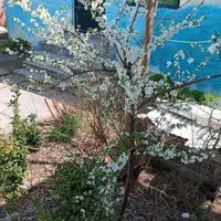 اجاره روزانه فقط کوتاه مدت ماهانه نداریم اصلا|اجارهٔ کوتاهمدت ویلا و باغ|کوچصفهان, |دیوار