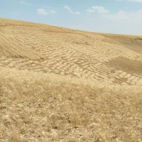 کاه گندم ریز