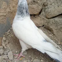 کفتر های پرشی|پرنده|شیروان (خراسان), |دیوار