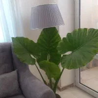 گل بابا ادم