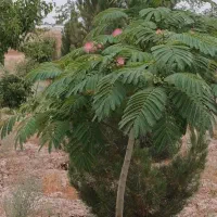 ۸۵۰متر سند تکبرگ با نهال تزئینی شاهنامه۶۷|فروش خانه و ویلا|مشهد, توس فردوسی|دیوار