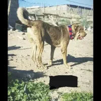 سگ پژدر