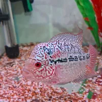 کامفا مولتی کالر کلکسیونی|ماهی|شیراز, گویم|دیوار