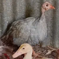 ۳۰ جوجه مرغ شاخدار ۱ماهه بالغ موجوده