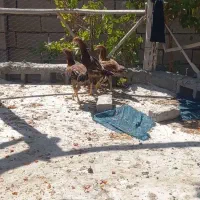 جوجه خروس وجوجه مرغ لاری افغانی اصیل|حیوانات مزرعه|زاوه, |دیوار