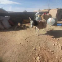 ۶۰۰۰۰۰۰۰۰|حیوانات مزرعه|سمیرم, |دیوار