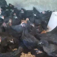 جوجه گلپایگان مرغ محلی خروس سیاه تاقچه رسمی جهادی|حیوانات مزرعه|مشهد, وکیل‌آباد|دیوار