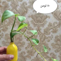 پتوس فرانسوی گل ارزون و جذاب واسه میز کارت