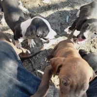 توله سگ شکاری پینتر آلمان|سگ|مینودشت, |دیوار