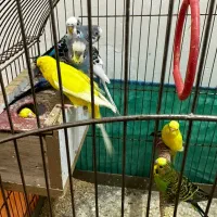 مرغ عشق نرو ماده بالغ