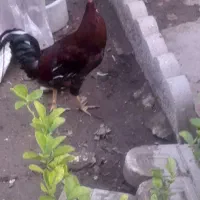 فروش خروس گلین|حیوانات مزرعه|گتوند, |دیوار