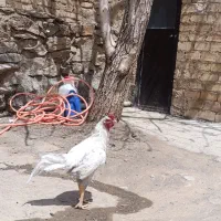 خروس لاری سفید