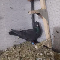 کفتر سبز سیاه زاغ|پرنده|شیراز, تندگویان|دیوار