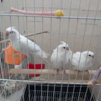 عروس هلندی جفت و جوجه  دستی توضیحات کامل بخوانید