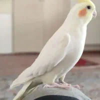 عروس هلندی و یک جفت طوطی برزیلی