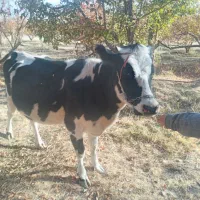 گاو|حیوانات مزرعه|پادنا علیا, |دیوار