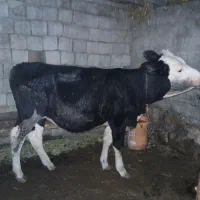 کوساله سمینتال