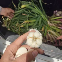 سیر همدان|خوردنی و آشامیدنی|تالش, هشتپر|دیوار