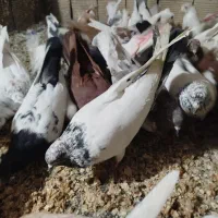 کبوتر|پرنده|بروجرد, |دیوار