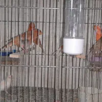 قناری|پرنده|خوی, |دیوار