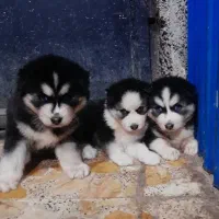 سگ ژرمن شولاین هاسکی مالاموت پیت بول|سگ|رشت, گلسار|دیوار