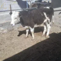 گوساله نر سمینتال درجه یک