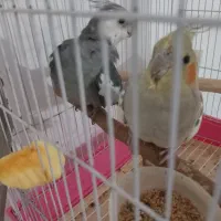 عروس هلندی مولد