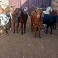 سه راس دقلو|حیوانات مزرعه|گنبد کاووس, |دیوار