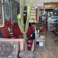 گل افوربیا کاکتوس ۱.۵۰