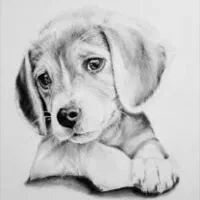 توله الابای