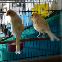 قناری|پرنده|سنندج, |دیوار