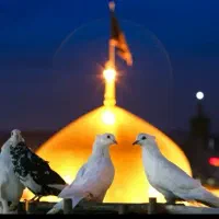 مشهد مقدس ریلی و اتوبوس
