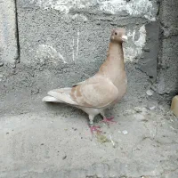 یاهو زرد پلاکی ماده پلاک سال ۲۰۲۵