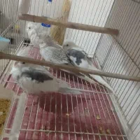 ۴تا عروس ۳ ماهه