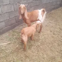 بز با کهره نر